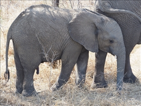 Kruger NP